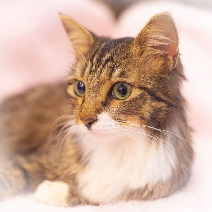Gemi, an adopted Maine Coon & Domestic Long Hair Mix in Ponte Vedra, FL_image-4