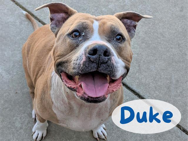 DUKE