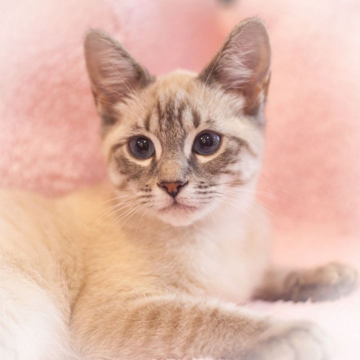 Champagne, an adopted Siamese & Tabby Mix in Ponte Vedra, FL_image-1