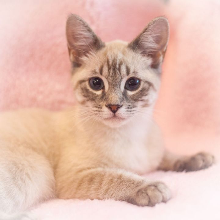 Champagne, an adopted Siamese & Tabby Mix in Ponte Vedra, FL_image-3
