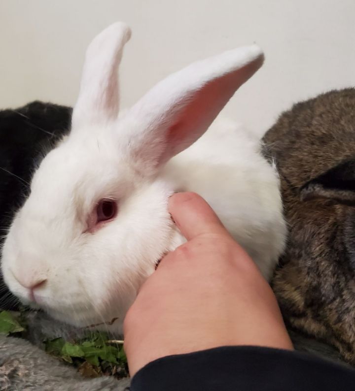 First time rabbit owner here. I just adopted this sweet girl last week. She  only has spaying under medical records. When should she have her first vet  visit? (She's 7m.o. for reference). 