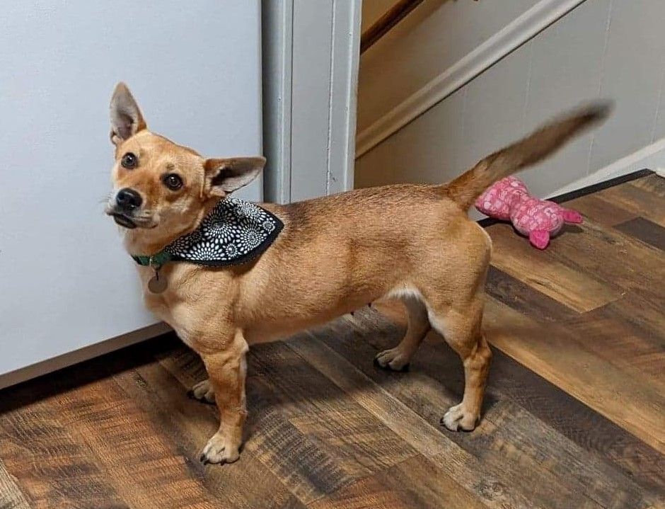 Foxy, an adoptable Australian Cattle Dog / Blue Heeler, Chihuahua in Goldsboro, NC, 27532 | Photo Image 4