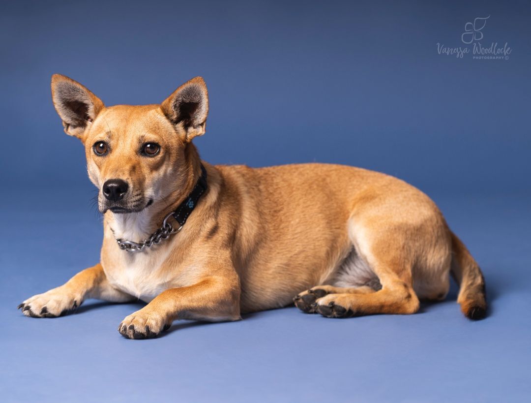 Foxy, an adoptable Australian Cattle Dog / Blue Heeler, Chihuahua in Goldsboro, NC, 27532 | Photo Image 5