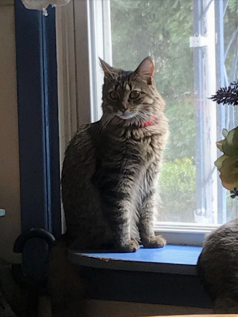 Truvy & Ouisser- BONDED PAIR, an adoptable Domestic Long Hair in Woodstock, CT, 06281 | Photo Image 1