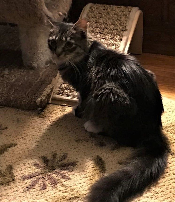 Truvy & Ouisser- BONDED PAIR, an adoptable Domestic Long Hair in Woodstock, CT, 06281 | Photo Image 2