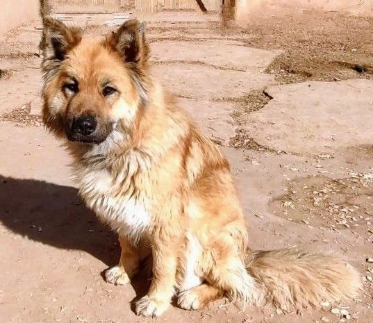 WILLOW, an adoptable Chow Chow, Shepherd in Pena Blanca, NM, 87041 | Photo Image 2