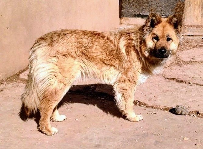 WILLOW, an adoptable Chow Chow, Shepherd in Pena Blanca, NM, 87041 | Photo Image 3