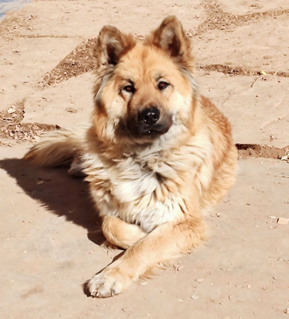 WILLOW, an adoptable Chow Chow, Shepherd in Pena Blanca, NM, 87041 | Photo Image 1