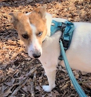 PARIS - Beautiful, Very Sweet, Eager to Please, Gentle, 6-Year-Old, Border Collie -Terrier Girl! 5