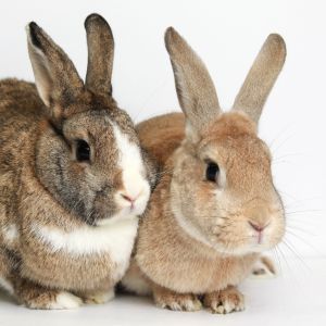 Sugar Pie / Kirby, Adult Female unknown