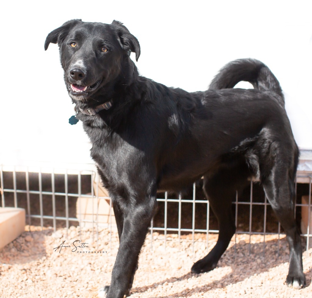 Pepper, an adoptable Labrador Retriever in Hot Springs, SD, 57747 | Photo Image 1