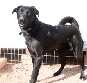 Pepper, Adult Male unknown