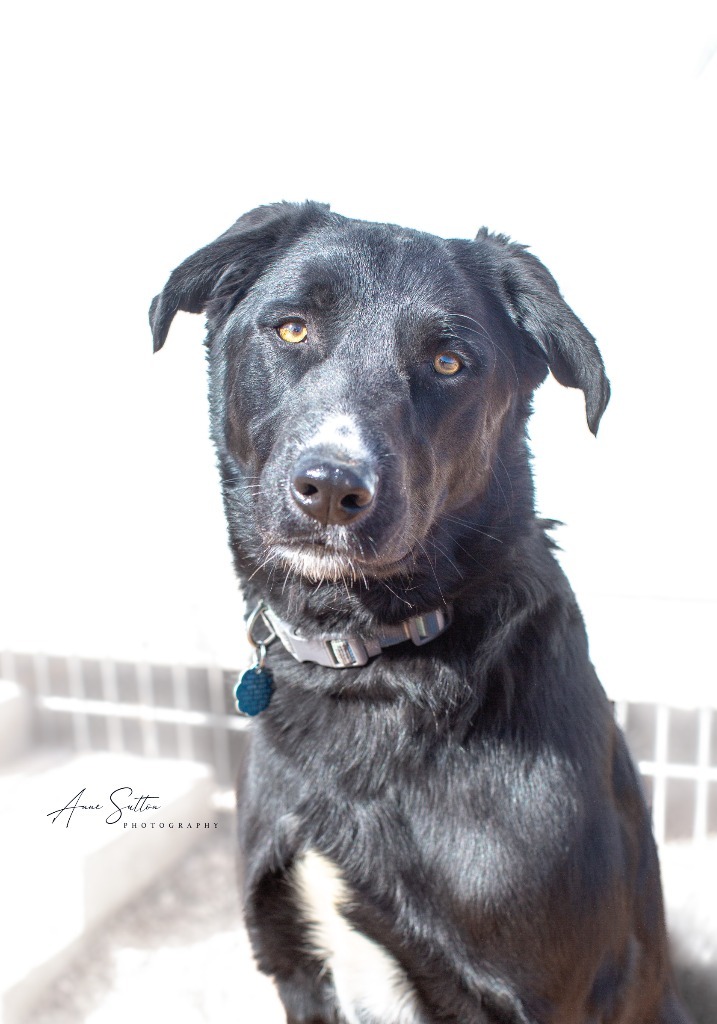 Pepper, an adoptable Labrador Retriever in Hot Springs, SD, 57747 | Photo Image 2
