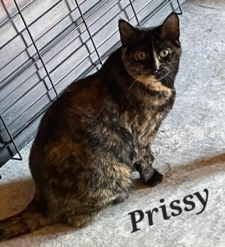 Prissy, an adoptable Domestic Short Hair in Hot Springs Village, AR, 71909 | Photo Image 1