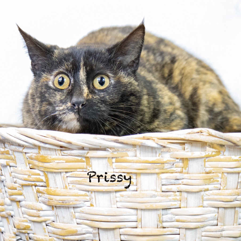 Prissy, an adoptable Domestic Short Hair in Hot Springs Village, AR, 71909 | Photo Image 2