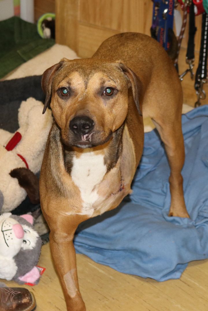 Dog For Adoption Jim A Hound Mix In Reeds Spring Mo Petfinder