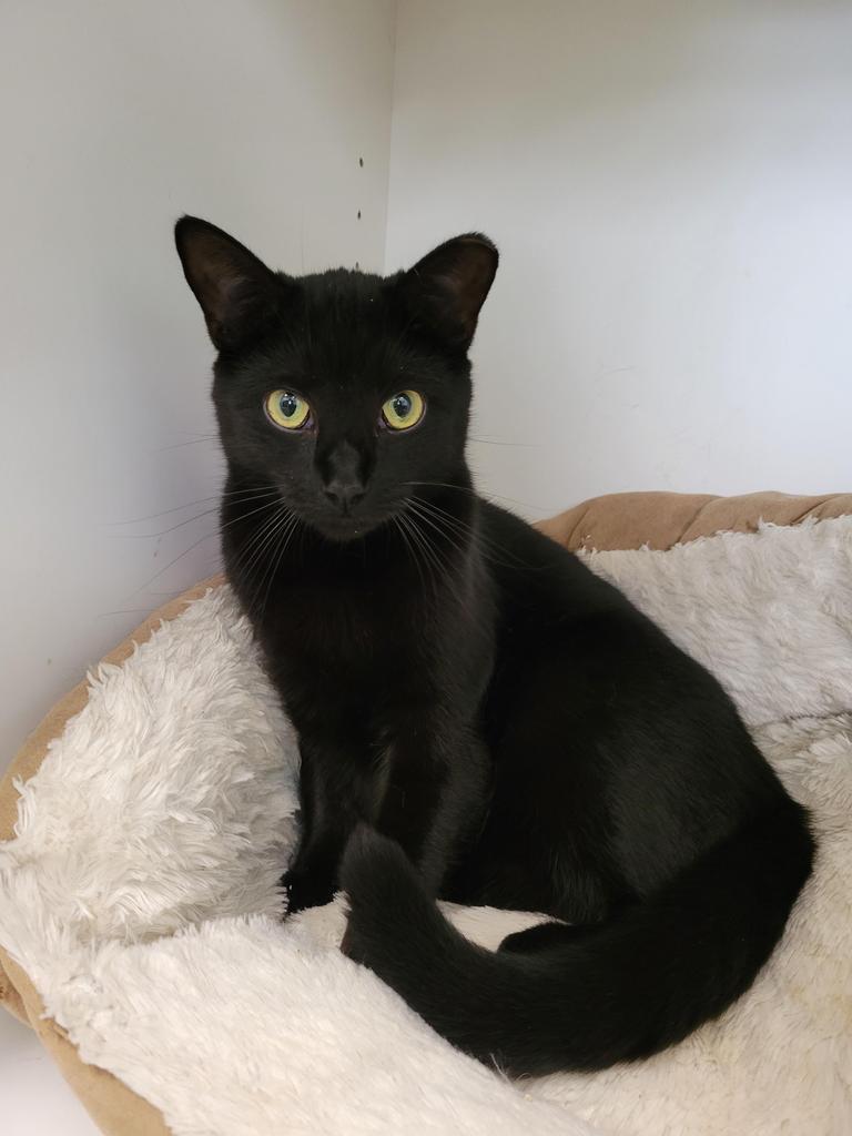 Mint, an adoptable American Shorthair in Meriden, CT, 06451 | Photo Image 1