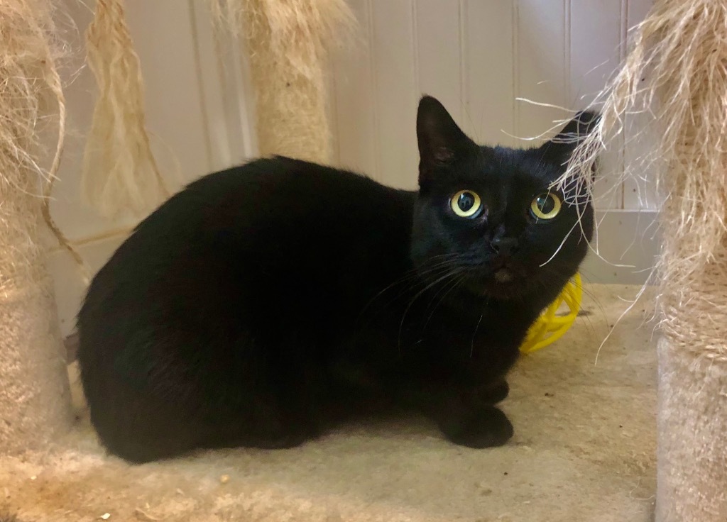 Charcoal, an adoptable Domestic Short Hair in Meriden, CT, 06451 | Photo Image 1