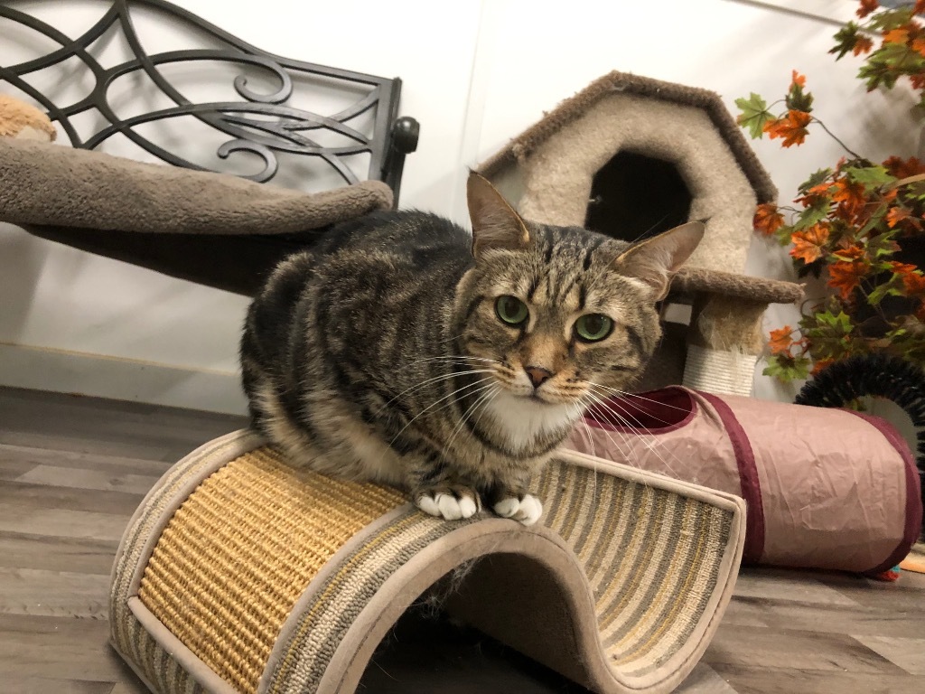 Bailey, an adoptable Domestic Short Hair in Meriden, CT, 06451 | Photo Image 1