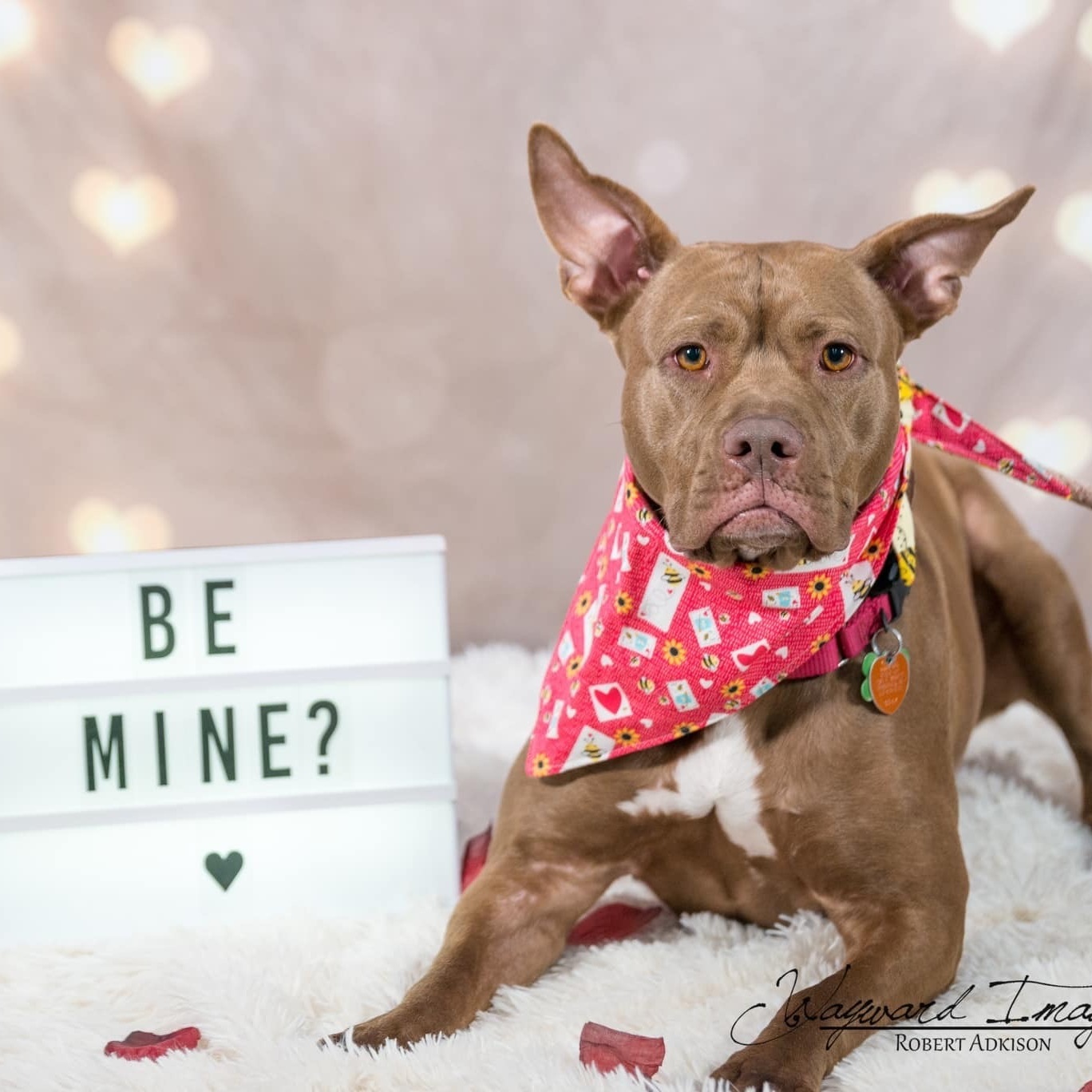 Bessie Smith, an adoptable Pit Bull Terrier in Springfield, MO, 65804 | Photo Image 5