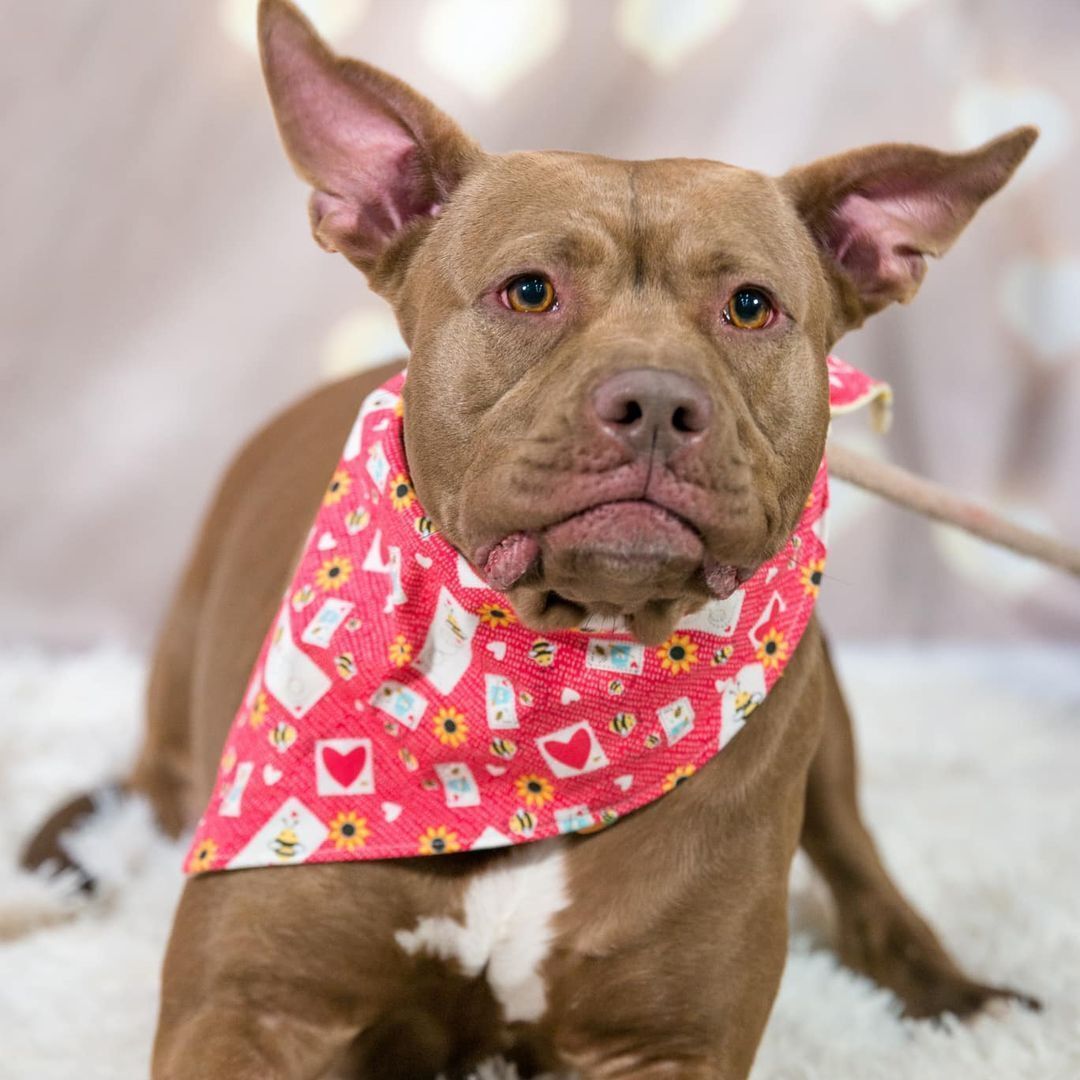 Bessie Smith, an adoptable Pit Bull Terrier in Springfield, MO, 65804 | Photo Image 6