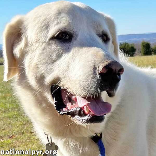 Lucius in TN - Perfect Companion!, an adoptable Akbash in Mosheim, TN, 37818 | Photo Image 1