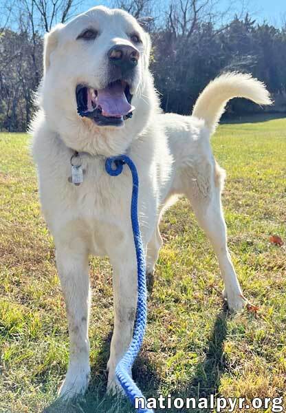 Lucius in TN - Perfect Companion!, an adoptable Akbash in Mosheim, TN, 37818 | Photo Image 2