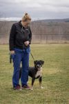 Pongo photo 1