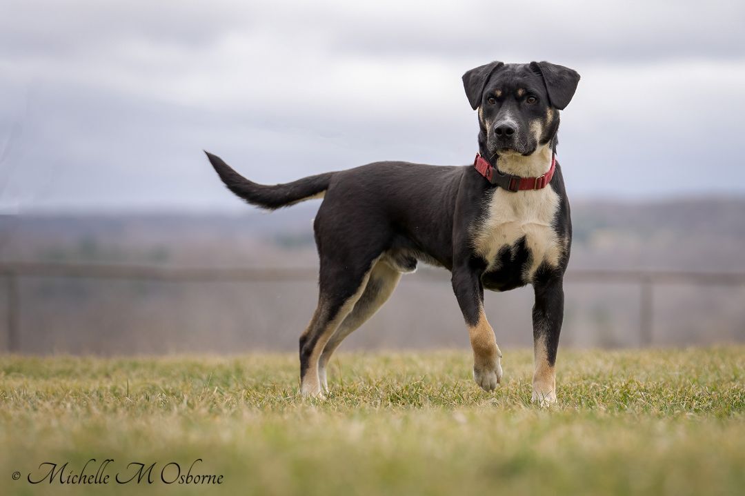 Pongo, an adoptable Bernese Mountain Dog, Greater Swiss Mountain Dog in Manlius, NY, 13104 | Photo Image 2