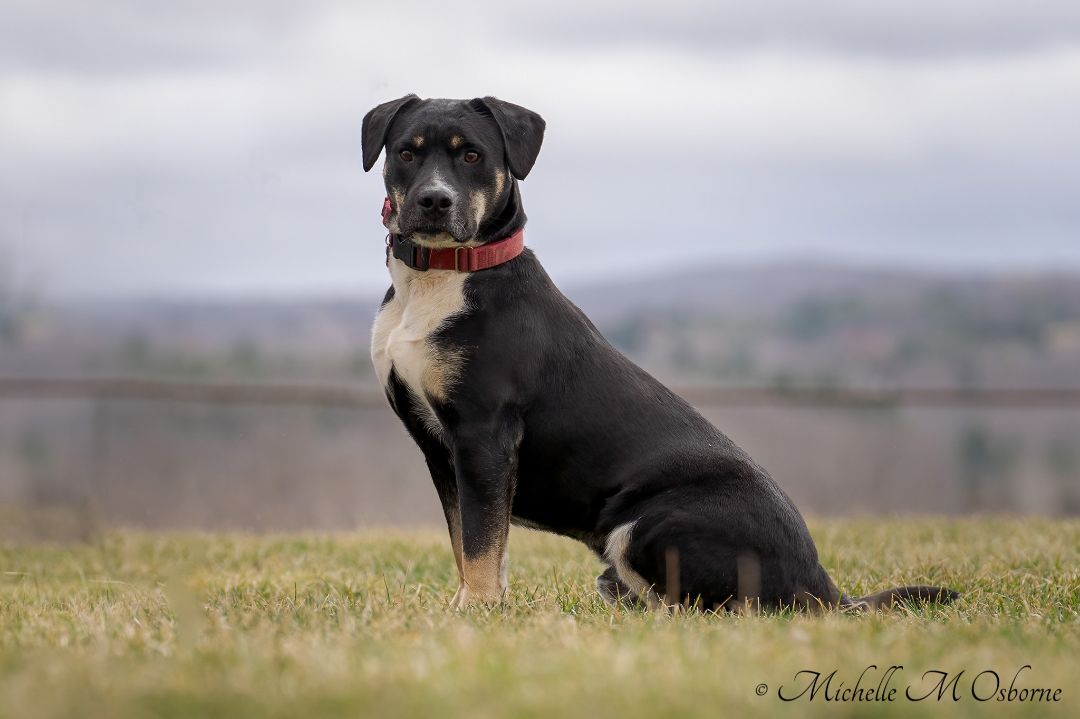 Pongo, an adoptable Bernese Mountain Dog, Greater Swiss Mountain Dog in Manlius, NY, 13104 | Photo Image 3