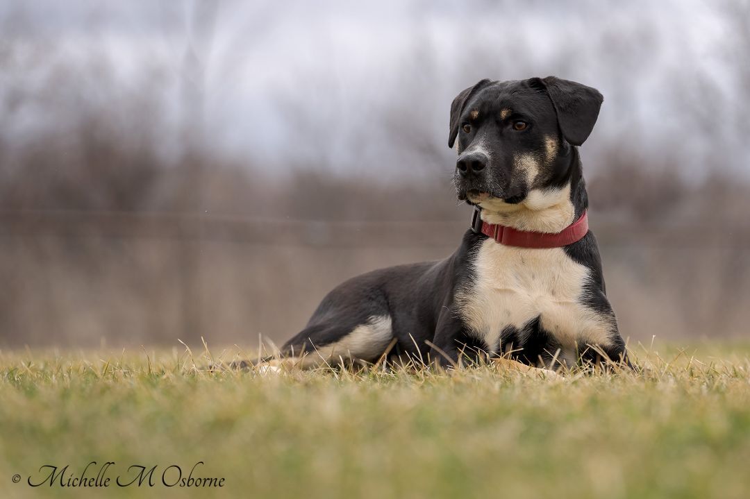 Pongo, an adoptable Bernese Mountain Dog, Greater Swiss Mountain Dog in Manlius, NY, 13104 | Photo Image 4