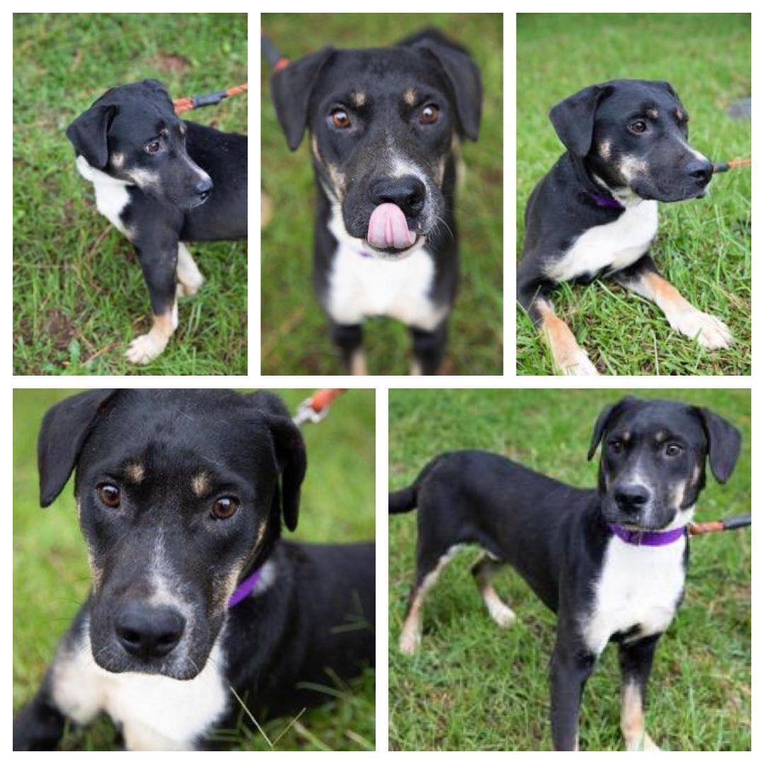 Pongo, an adoptable Bernese Mountain Dog, Greater Swiss Mountain Dog in Manlius, NY, 13104 | Photo Image 5