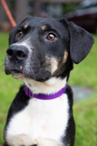 Pongo, an adoptable Bernese Mountain Dog, Greater Swiss Mountain Dog in Manlius, NY, 13104 | Photo Image 6