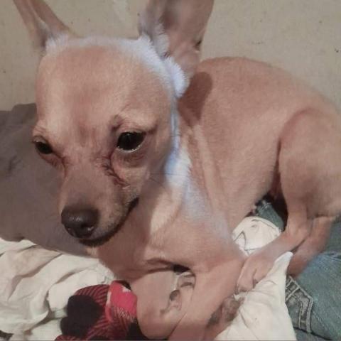Natasha, an adoptable Chihuahua in San Diego, CA_image-1