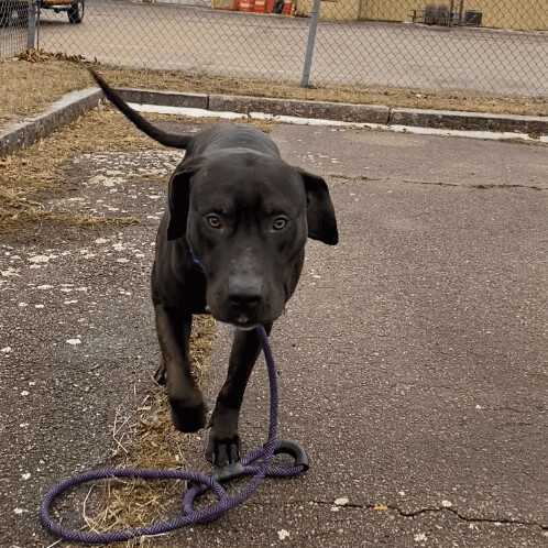Shenga - Take My Lead Dog, an adoptable Presa Canario & Mastiff Mix in Cranston, RI_image-2