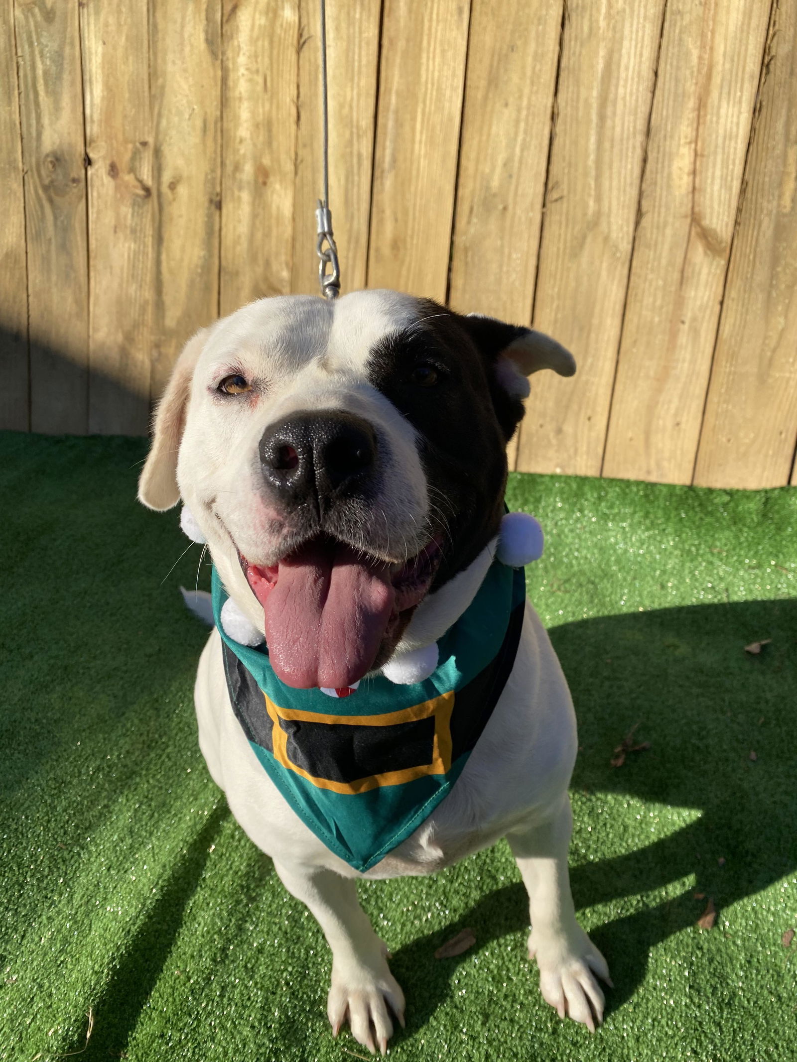 Petey, an adoptable Pit Bull Terrier in Munford, TN, 38058 | Photo Image 1