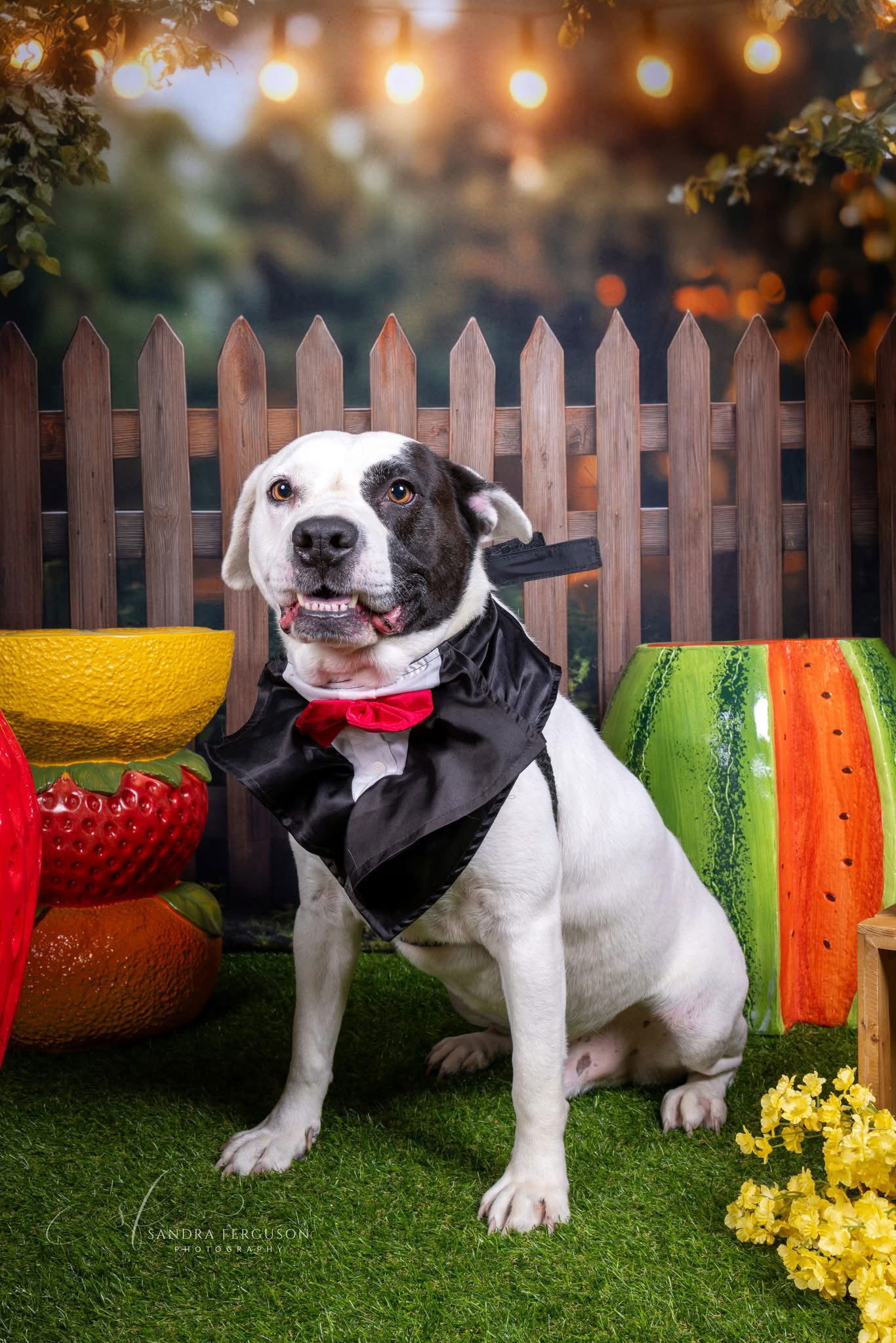 Petey, an adoptable Pit Bull Terrier in Munford, TN, 38058 | Photo Image 1