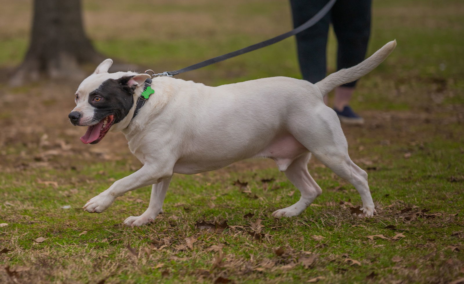 Petey, an adoptable Pit Bull Terrier in Munford, TN, 38058 | Photo Image 2