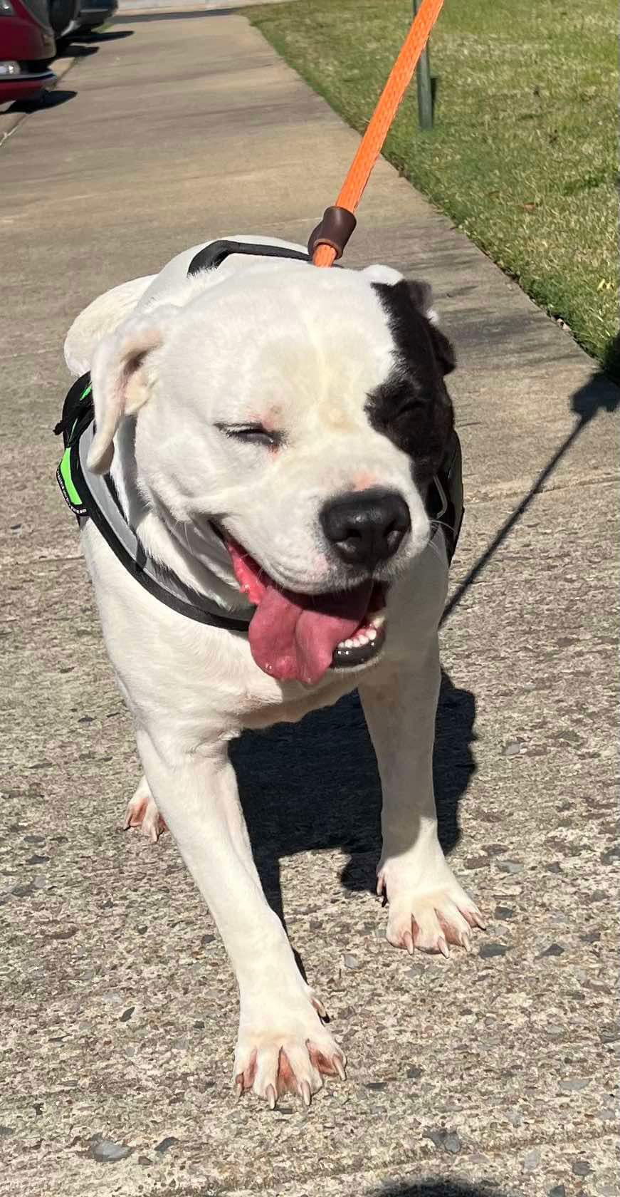 Petey, an adoptable Pit Bull Terrier in Munford, TN, 38058 | Photo Image 2