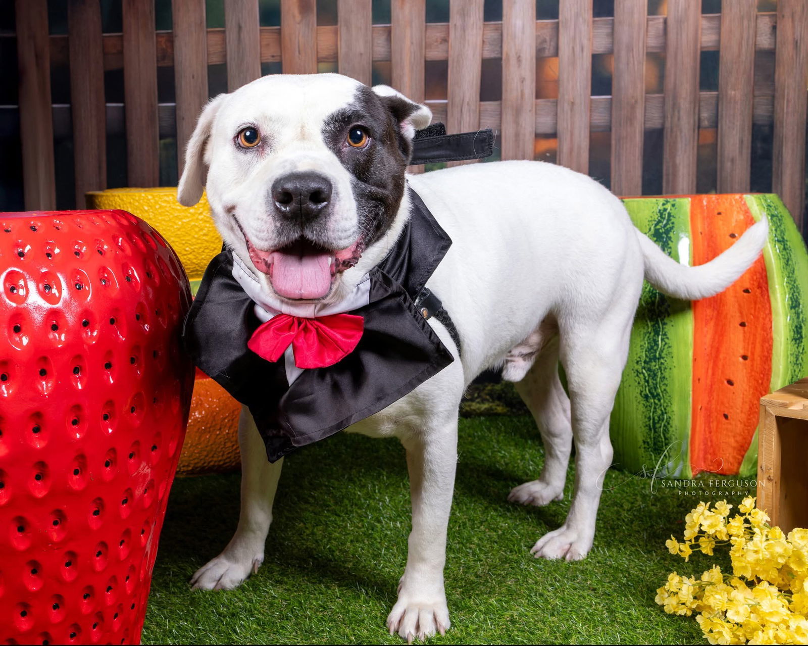 Petey, an adoptable Pit Bull Terrier in Munford, TN, 38058 | Photo Image 2