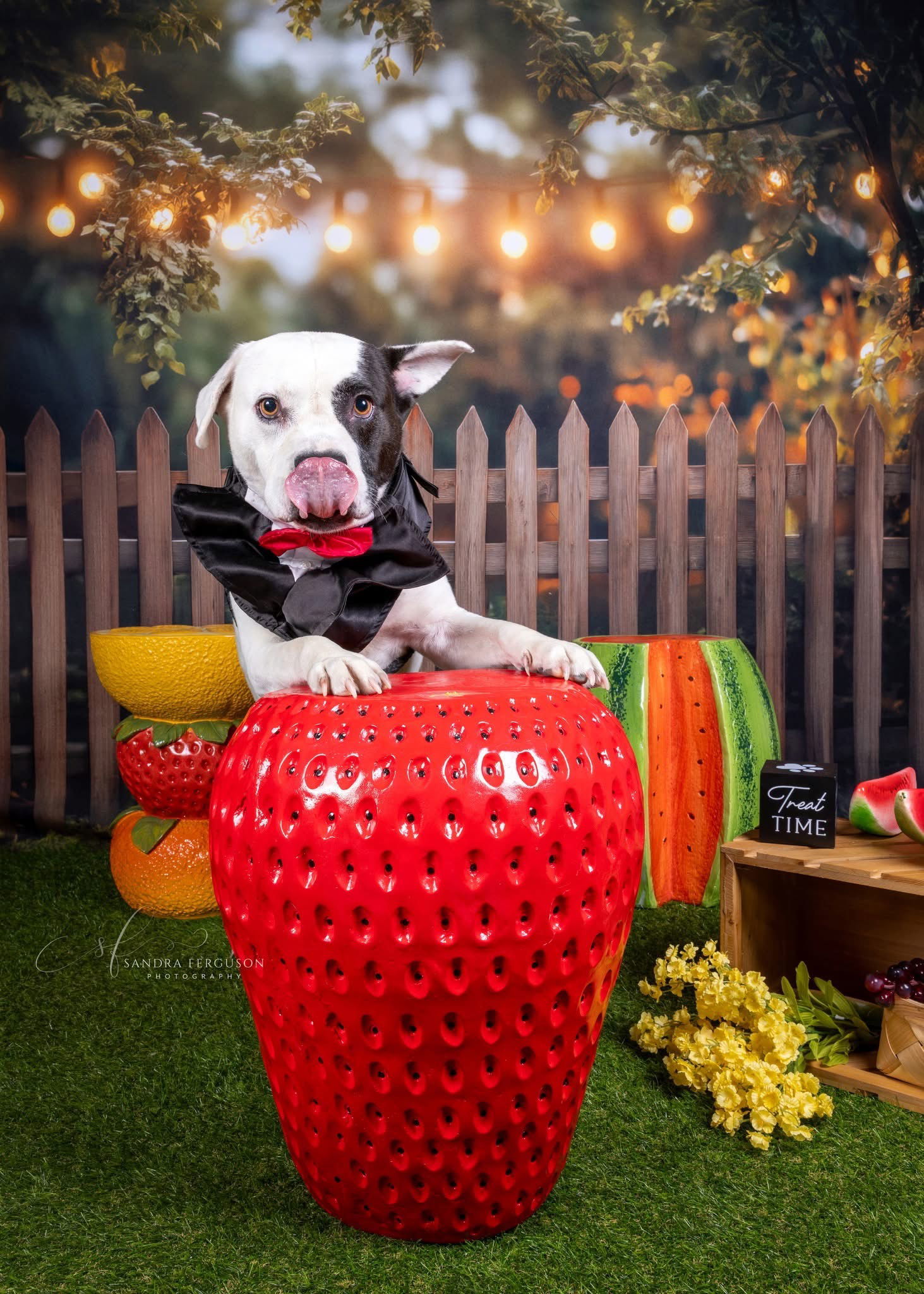 Petey, an adoptable Pit Bull Terrier in Munford, TN, 38058 | Photo Image 2