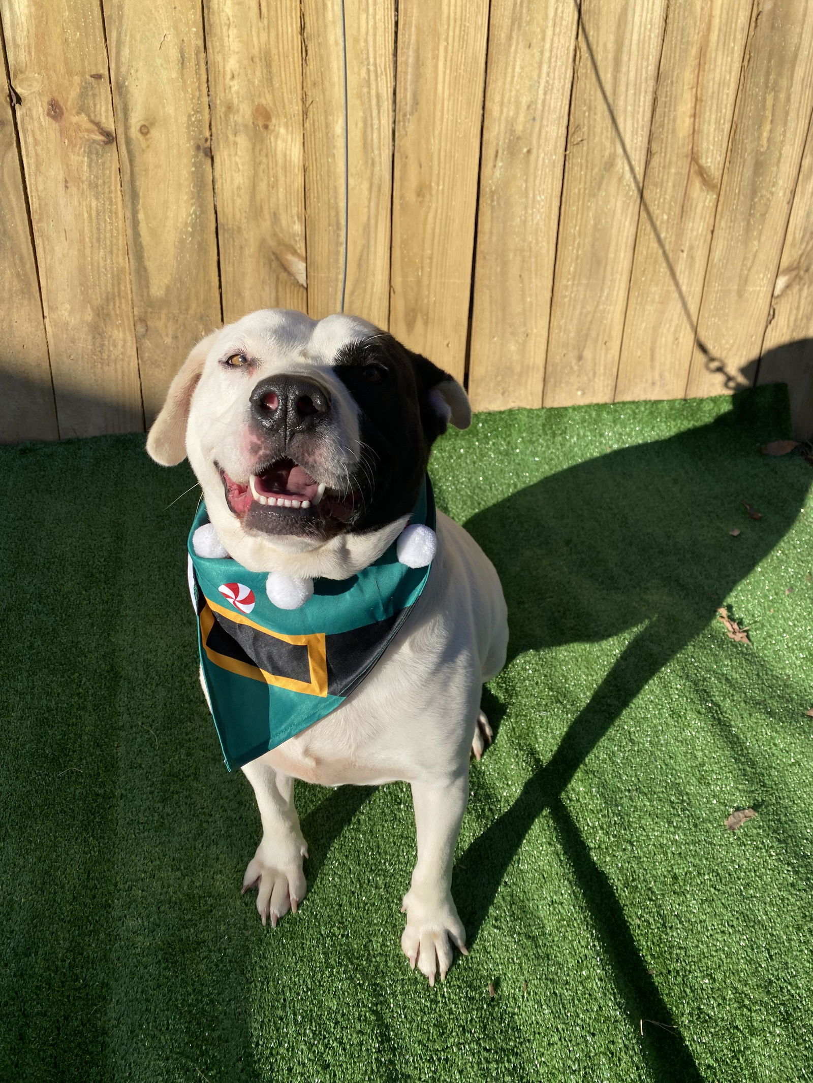 Petey, an adoptable Pit Bull Terrier in Munford, TN, 38058 | Photo Image 3