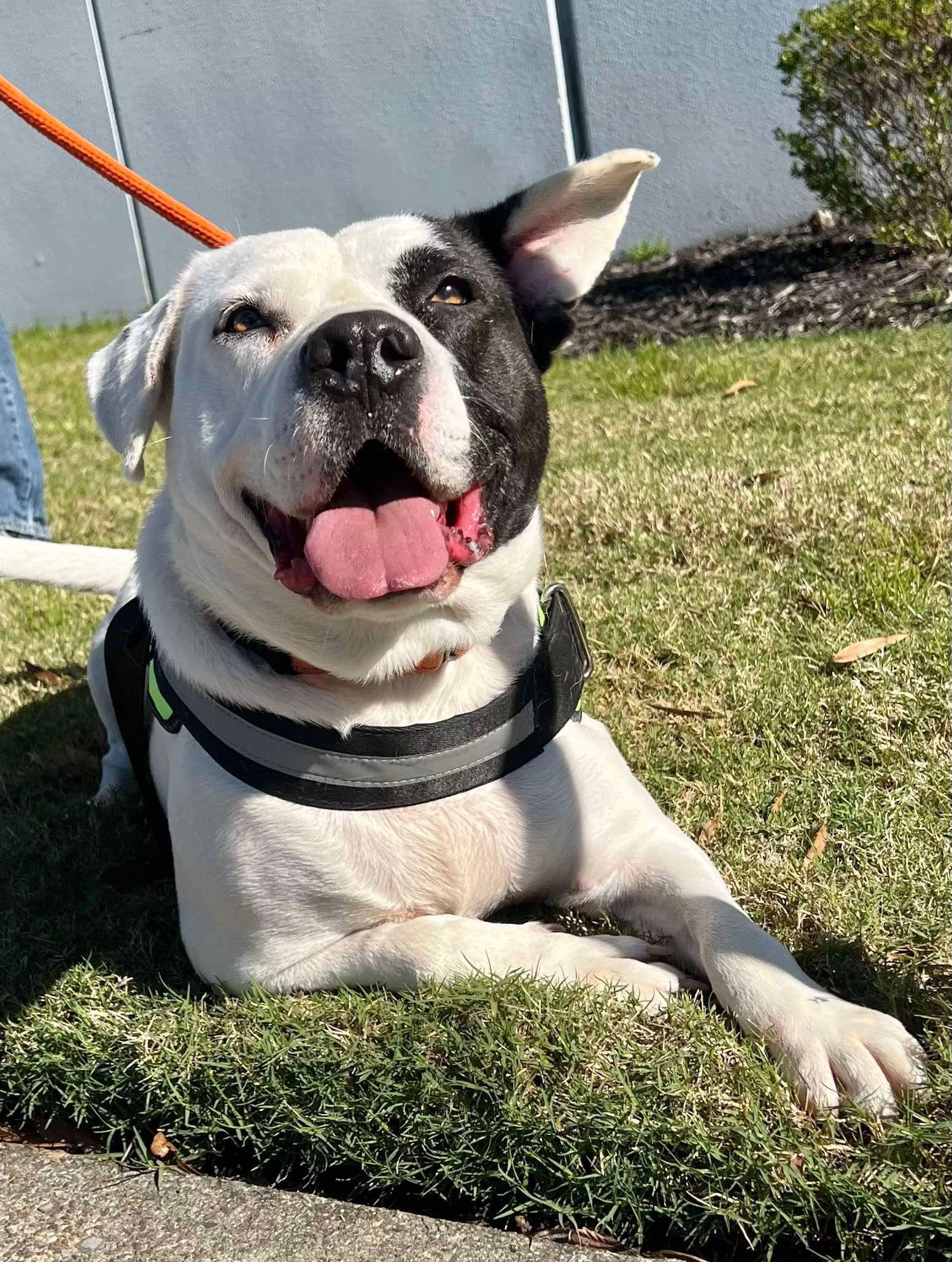 Petey, an adoptable Pit Bull Terrier in Munford, TN, 38058 | Photo Image 3