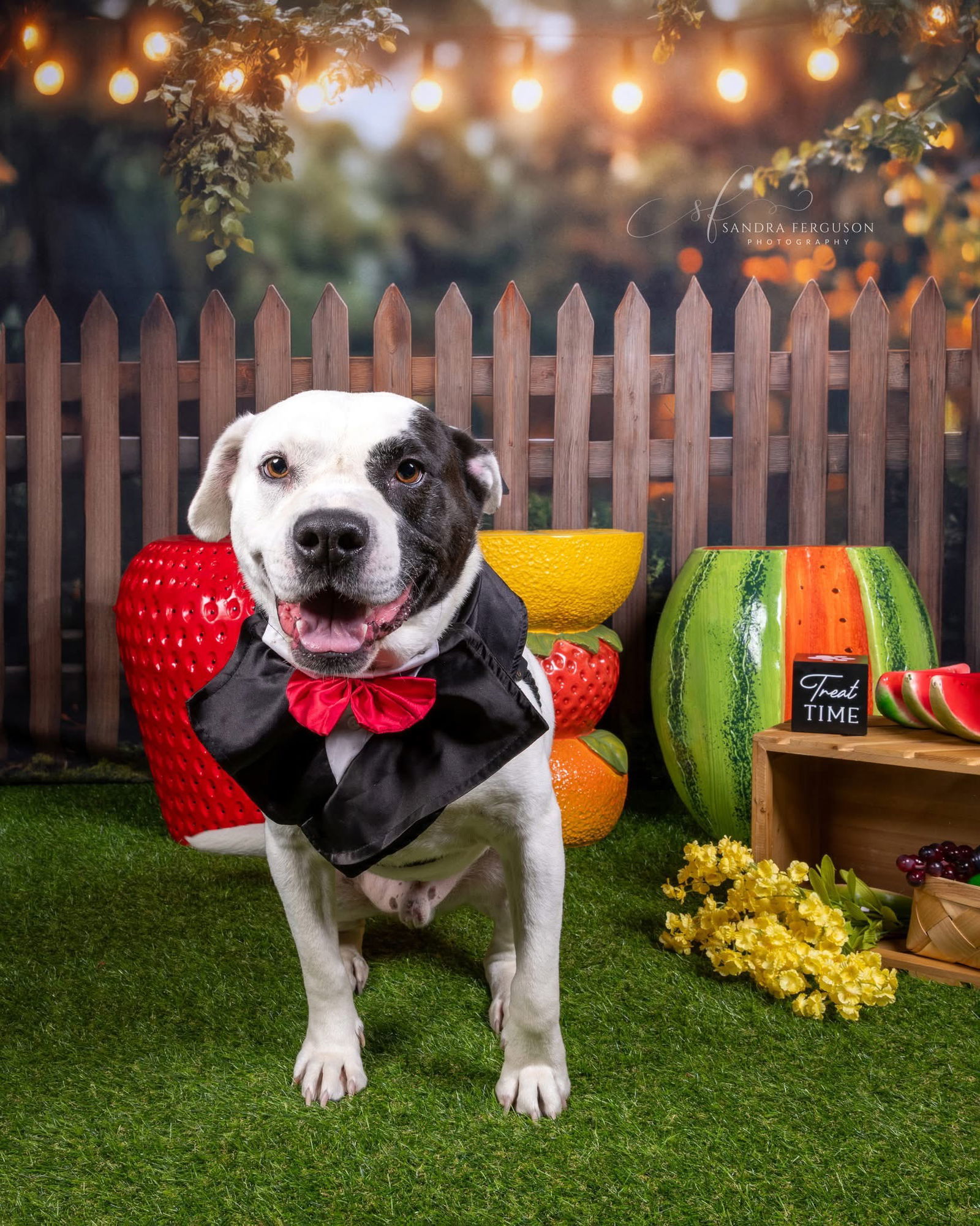 Petey, an adoptable Pit Bull Terrier in Munford, TN, 38058 | Photo Image 3