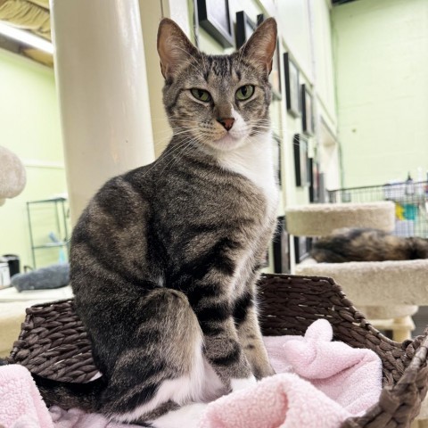 Queso (M), an adoptable Domestic Short Hair in Mount Juliet, TN, 37122 | Photo Image 1