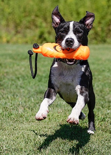 Leo, an adoptable Pit Bull Terrier Mix in Honesdale, PA_image-4