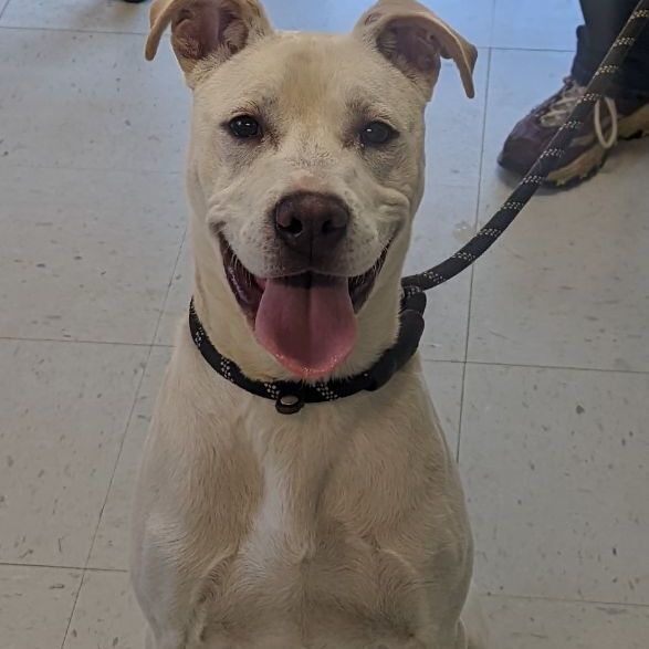 Steve-O, an adoptable Labrador Retriever, Feist in Erwin, TN, 37650 | Photo Image 2