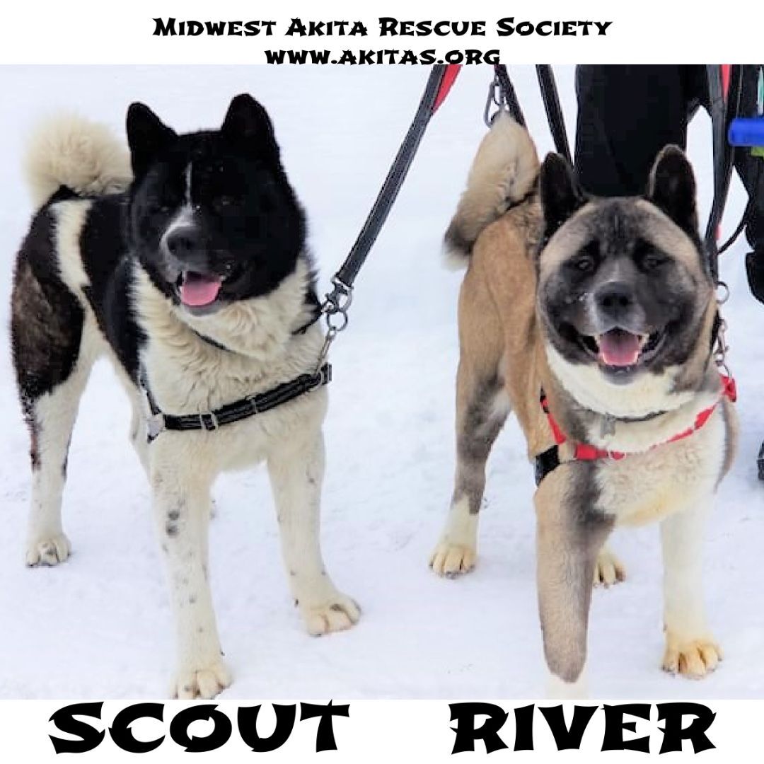 SCOUT AND RIVER (bonded pair), an adoptable Akita in Cleveland, OH, 44103 | Photo Image 2