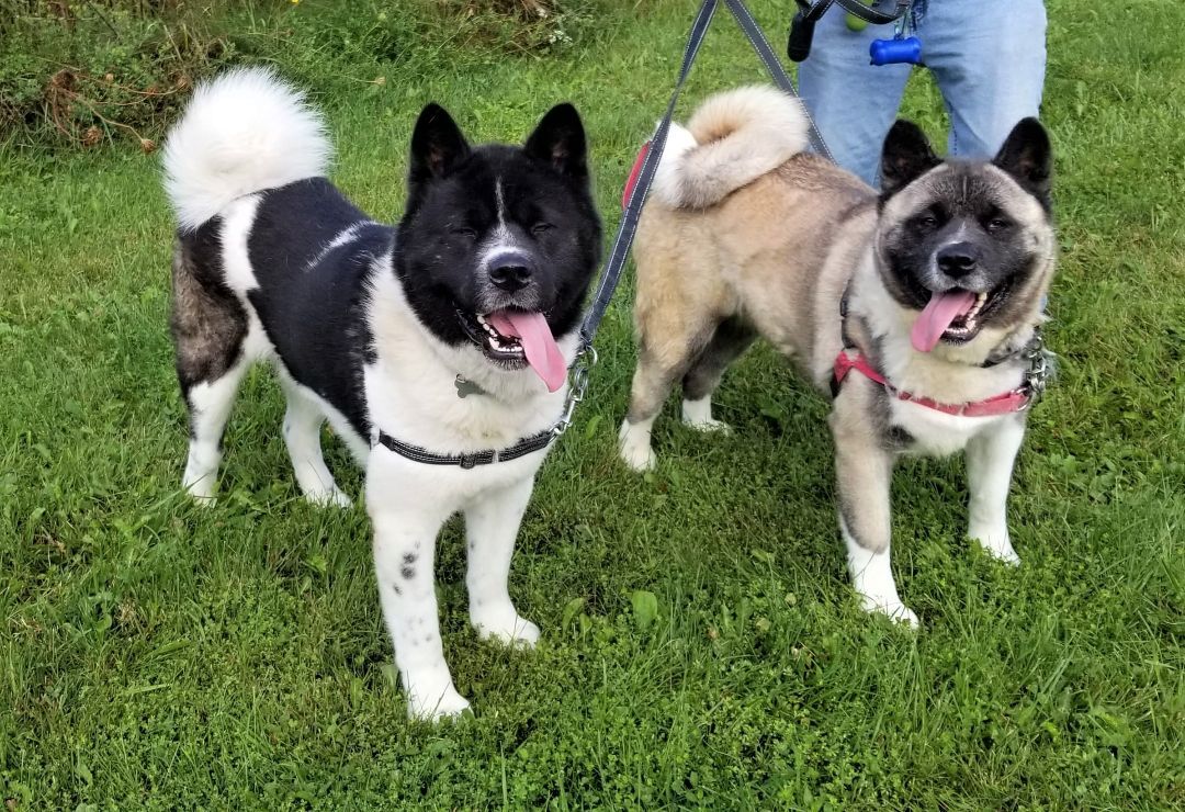 SCOUT AND RIVER (bonded pair), an adoptable Akita in Cleveland, OH, 44103 | Photo Image 4
