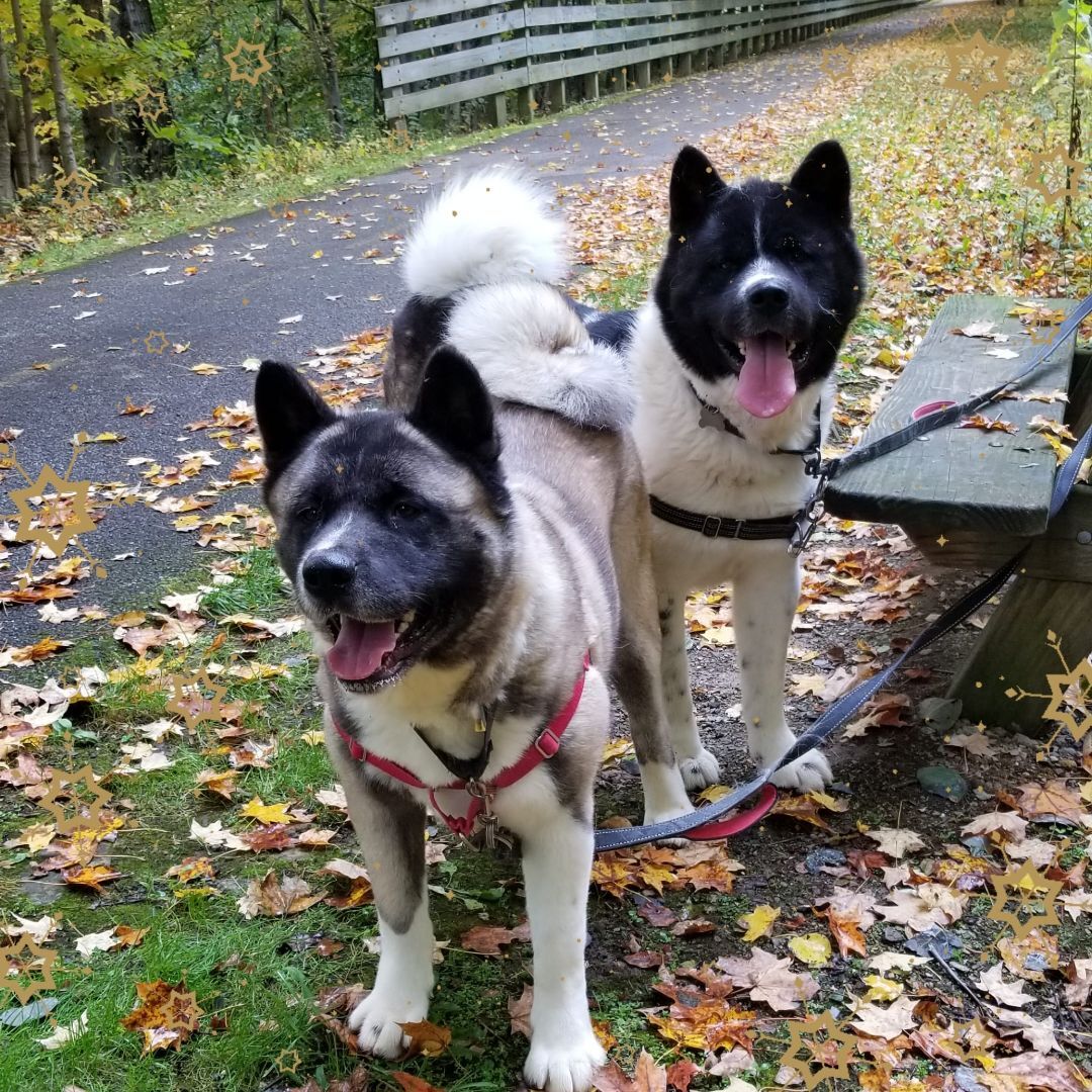 SCOUT AND RIVER (bonded pair), an adoptable Akita in Cleveland, OH, 44103 | Photo Image 1